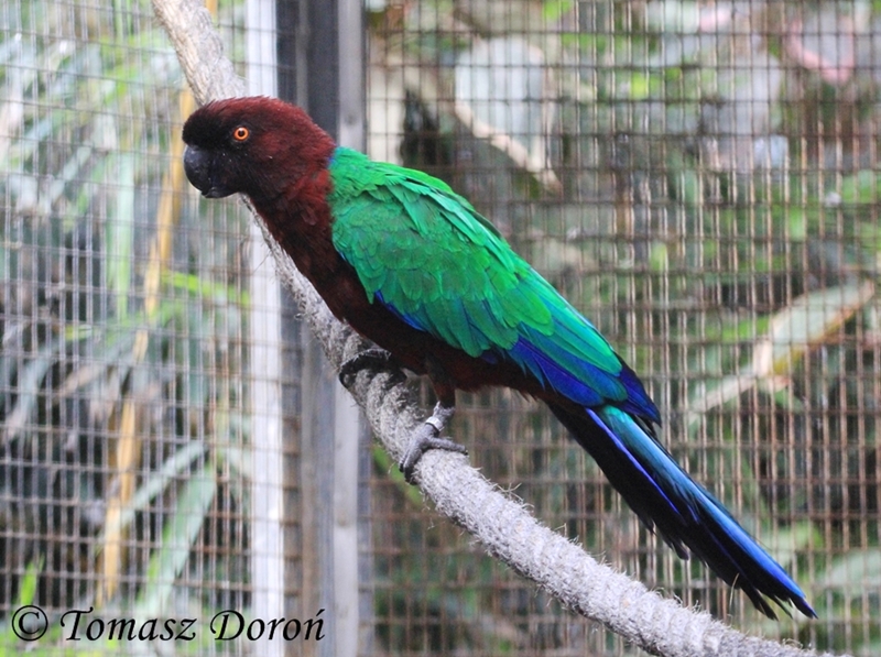 Red Shining Parrot (Prosopeia tabuensis), September 2016