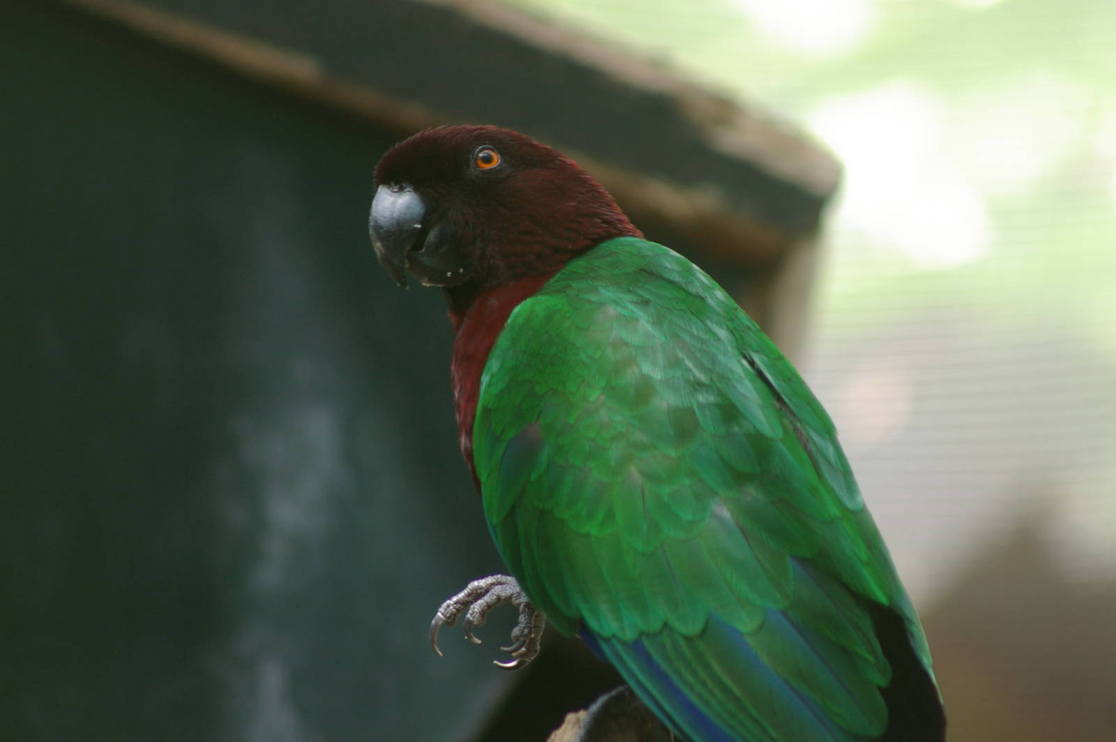 red shining parrot (Prosopeia tabuensis)