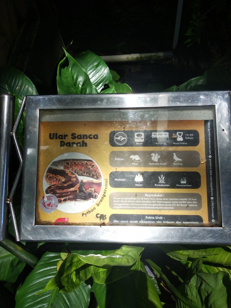 Red short-tailed python (Python brongersmai) information panel