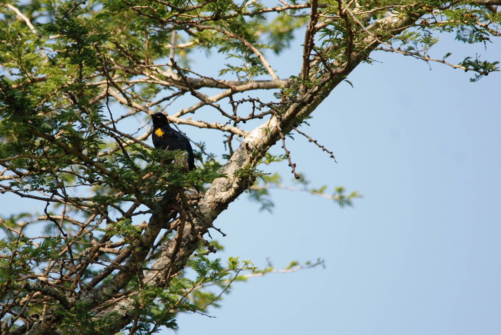 Red-shouldered Cuckooshrike at Bishangari Lodge, 14/10/14