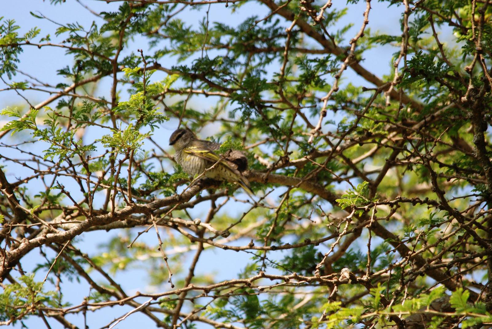 Red-shouldered Cuckooshrike at Bishangari Lodge, 14/10/14