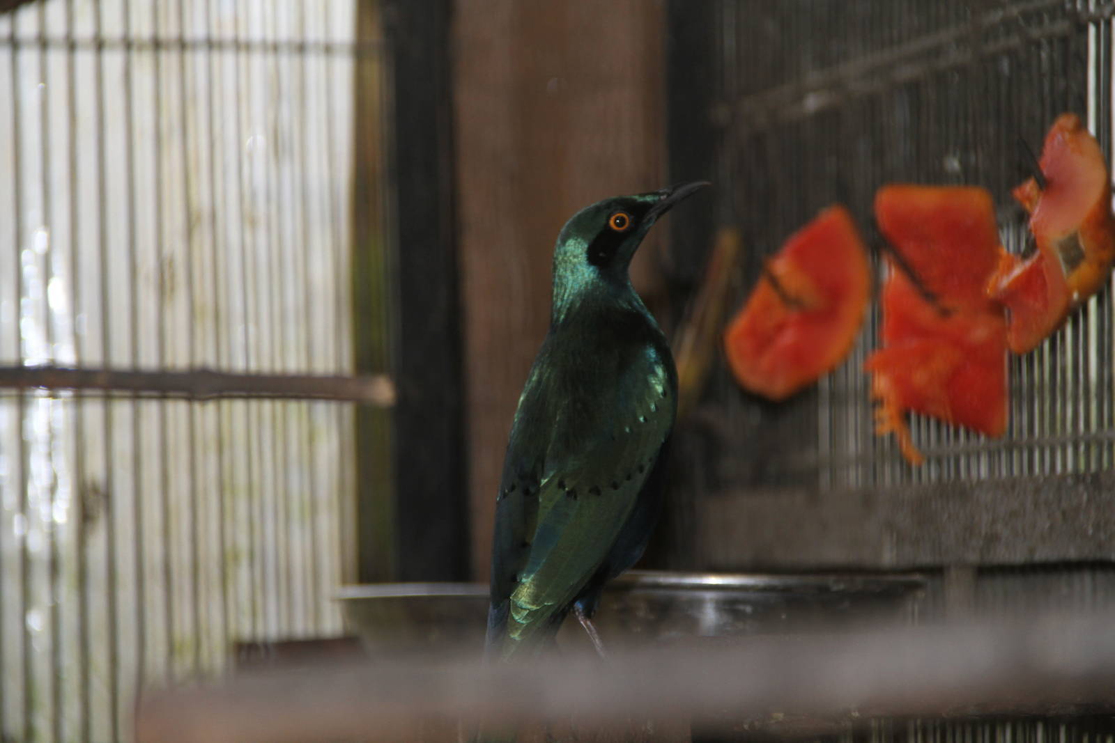 Red-shouldered Glossy-starling (Lamprotornis nitens)