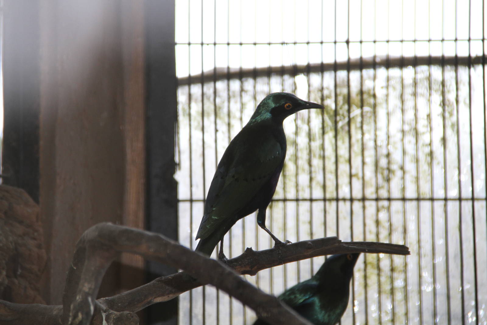 Red-shouldered Glossy-starling (Lamprotornis nitens)