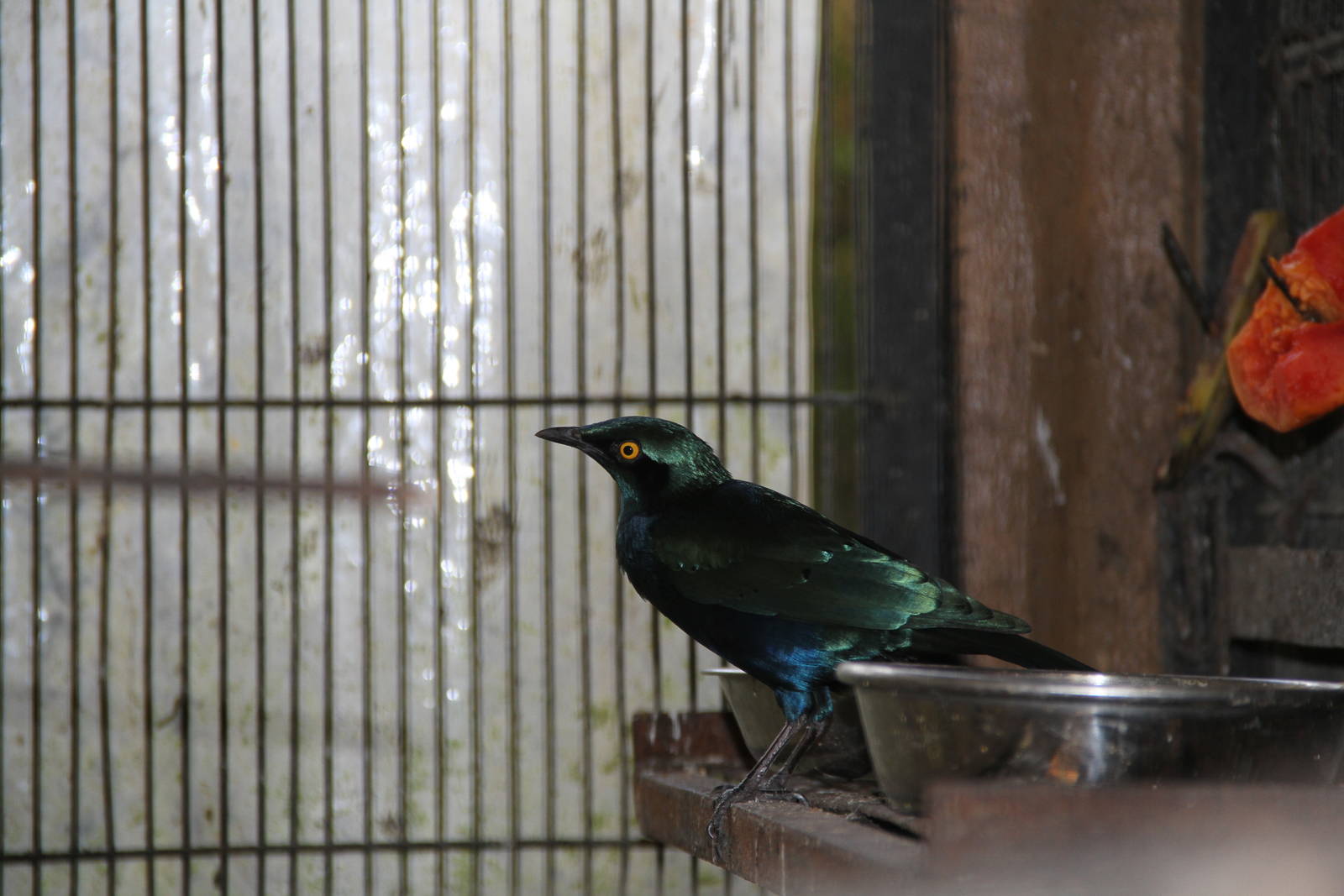 Red-shouldered Glossy-starling (Lamprotornis nitens)