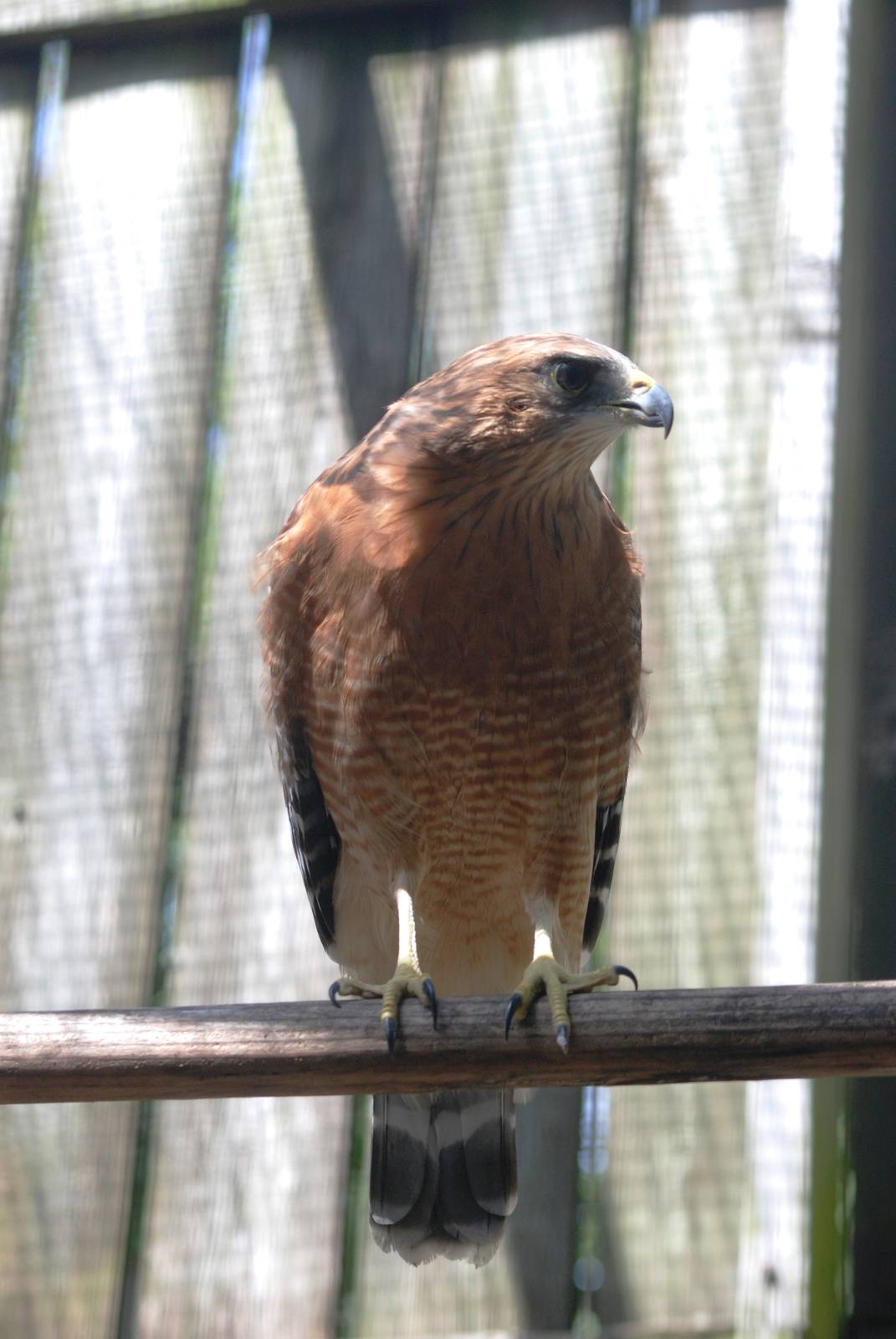 Red-shouldered Hawk at Save our Seabirds, 07/10/13
