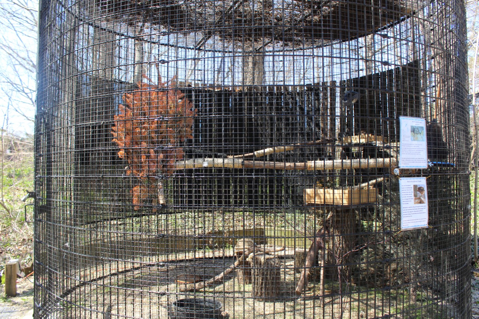 Red-Shouldered Hawk Avairy