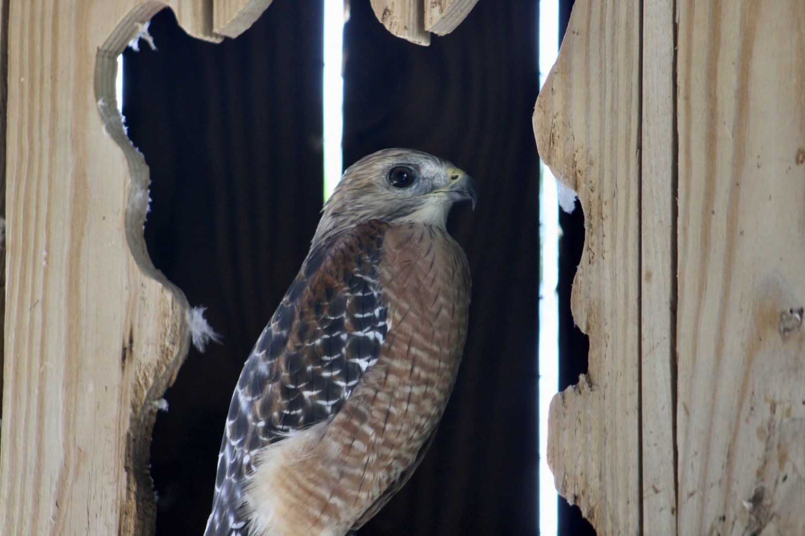 Red-Shouldered Hawk (Buteo lineatus extimus)