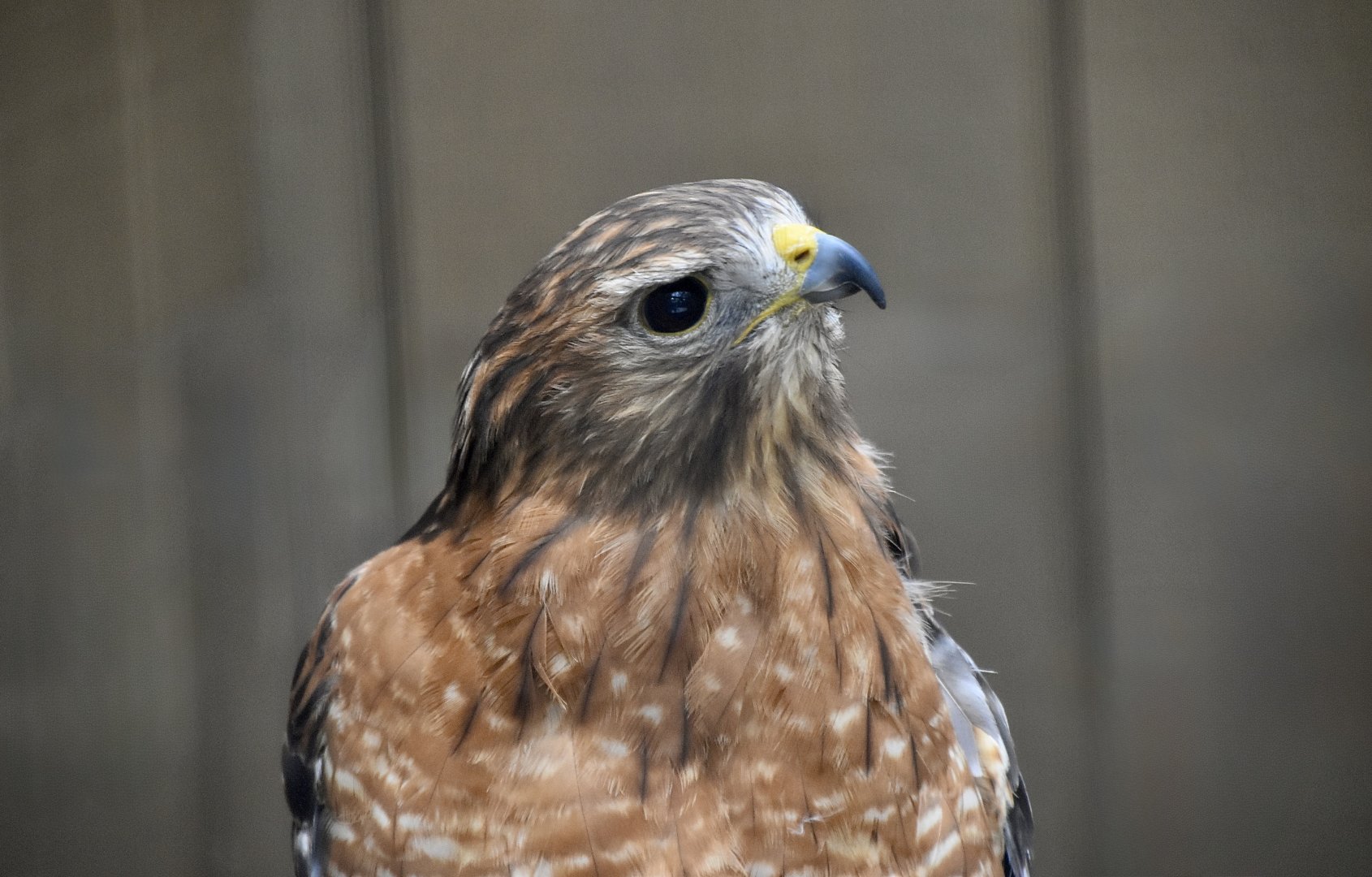 Red-Shouldered Hawk (Buteo lineatus) - "Flip"