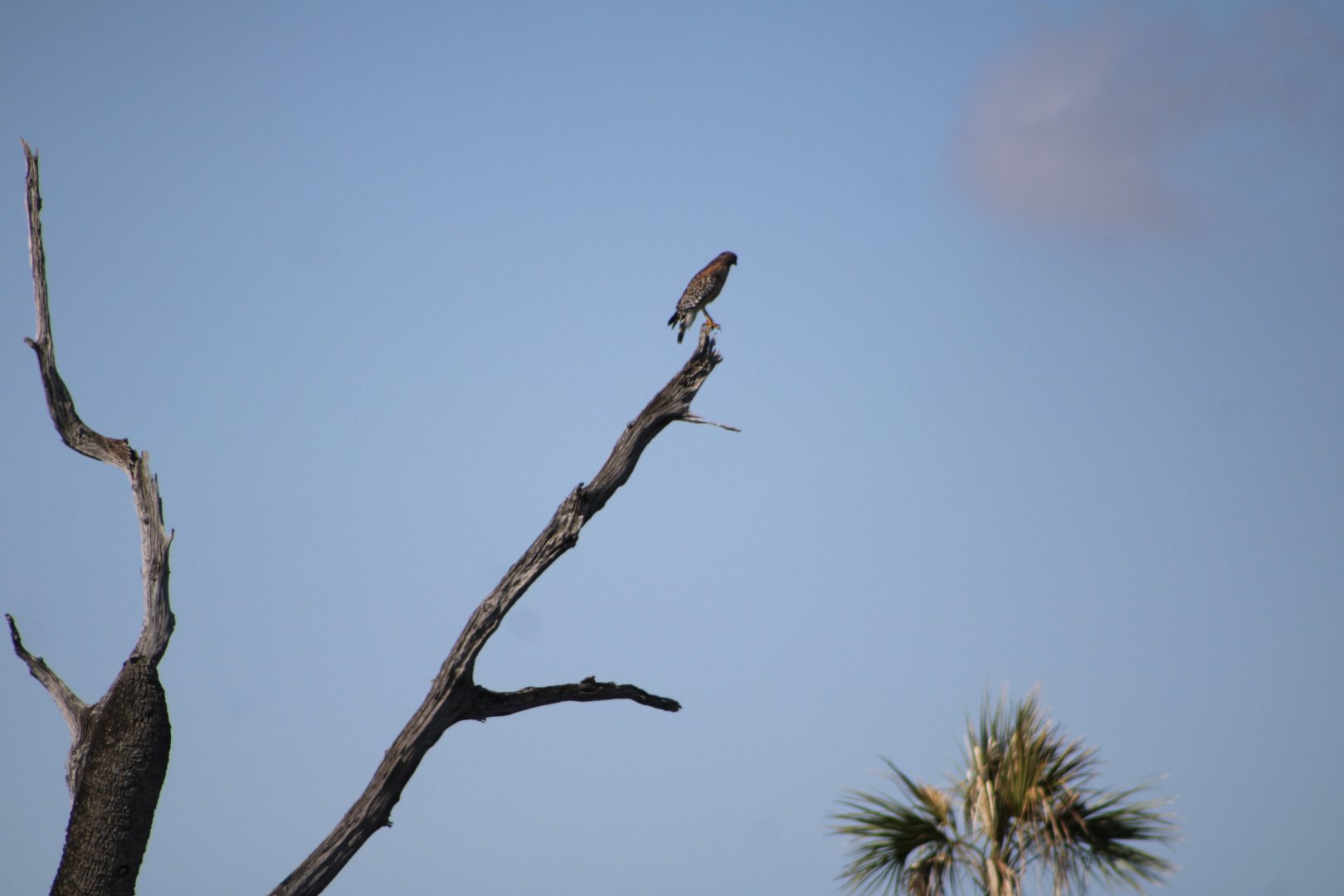 Red-Shouldered Hawk (Buteo lineatus ssp.)