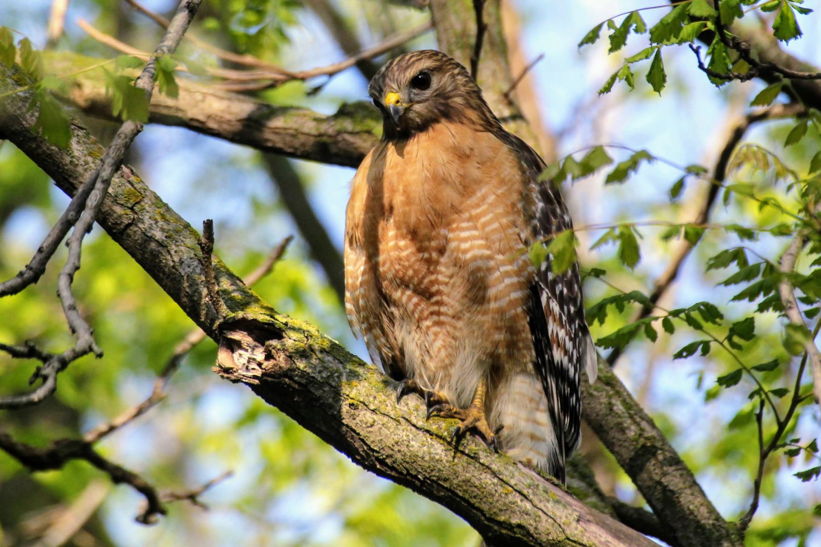 Red-shouldered Hawk (Buteo lineatus)