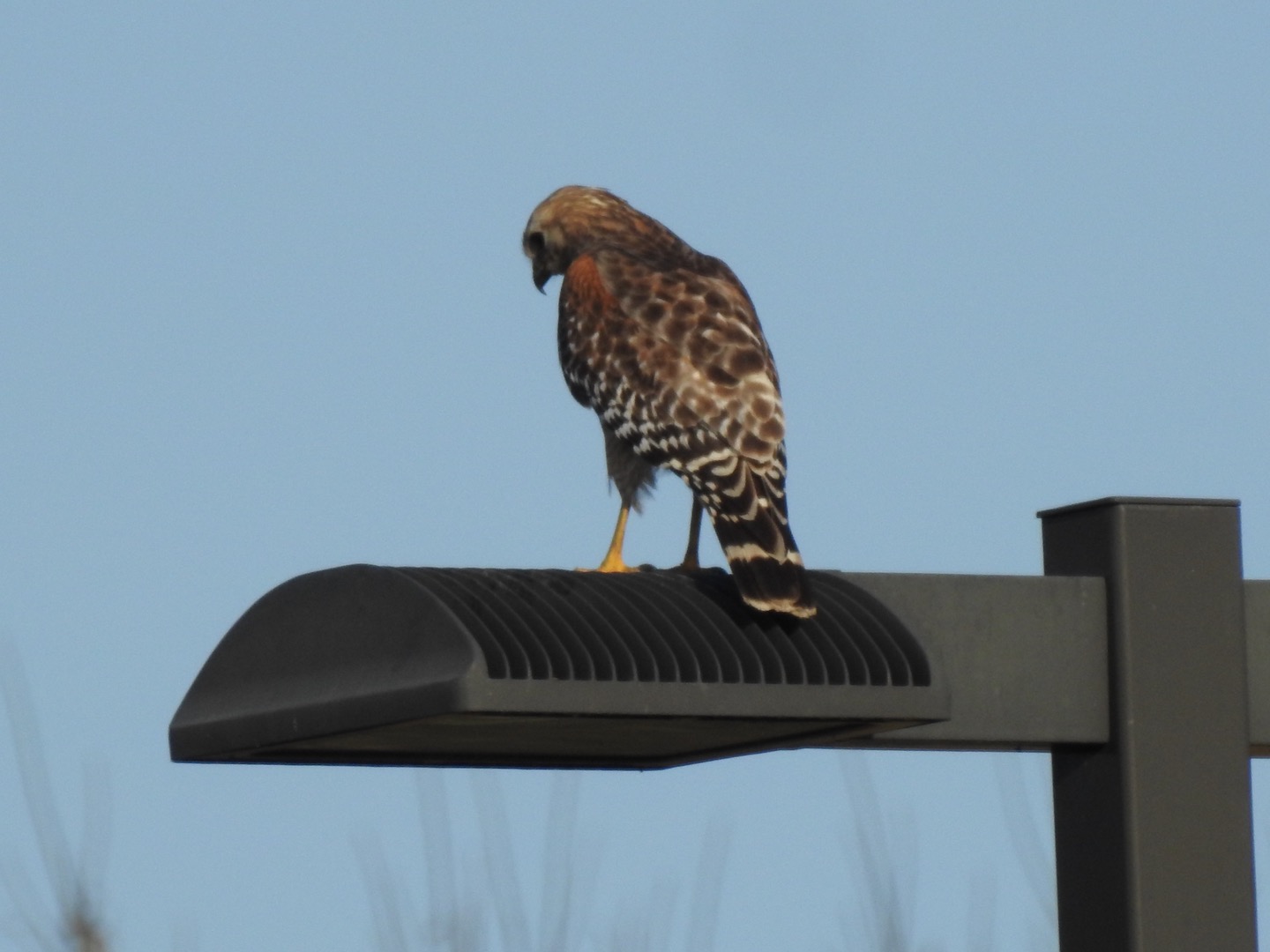 Red-shouldered Hawk (Buteo lineatus)