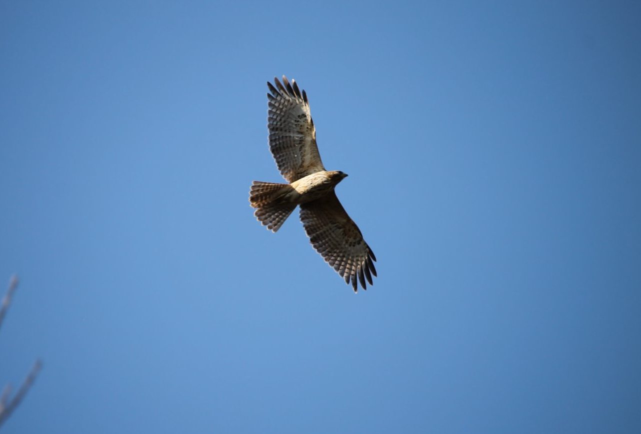 Red-shouldered Hawk (Buteo lineatus)