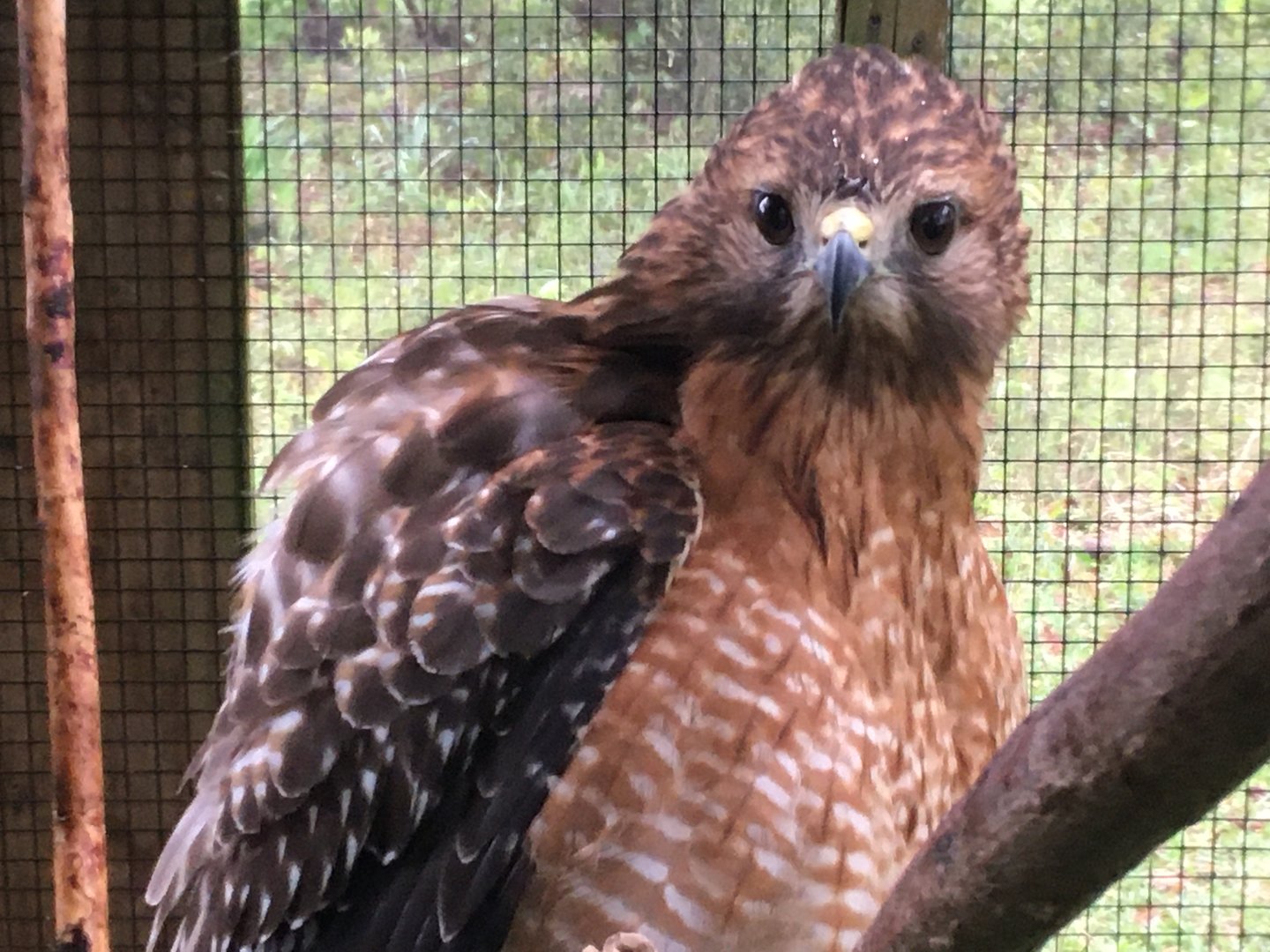 Red-Shouldered Hawk (Buteo lineatus)
