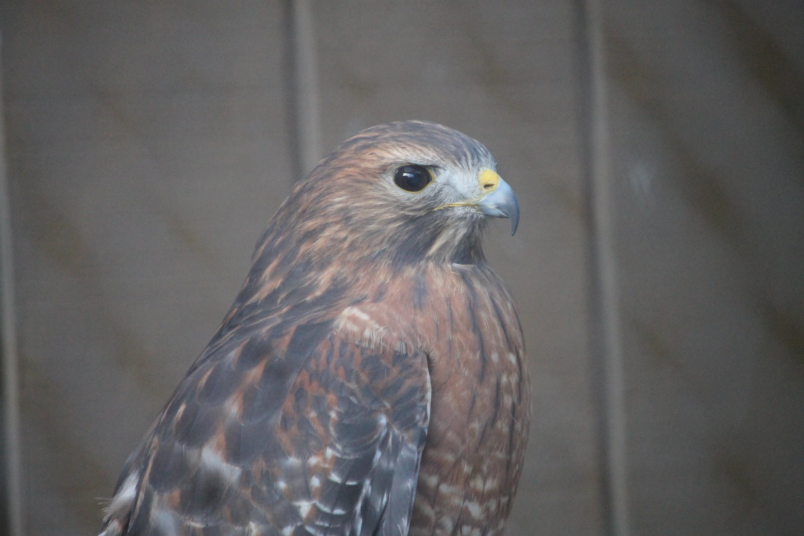 Red-shouldered Hawk (Buteo lineatus)