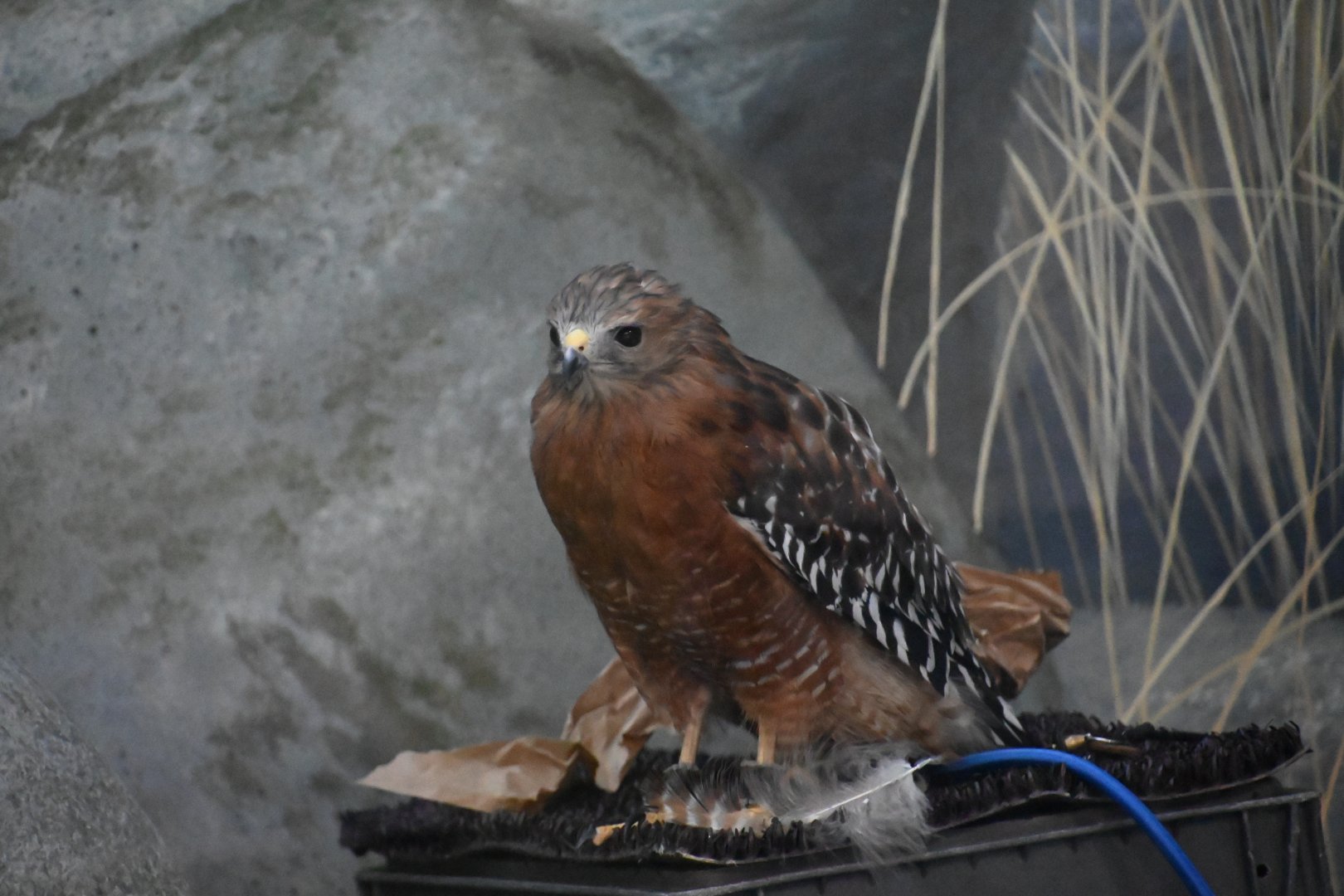 Red-shouldered hawk (Buteo lineatus)