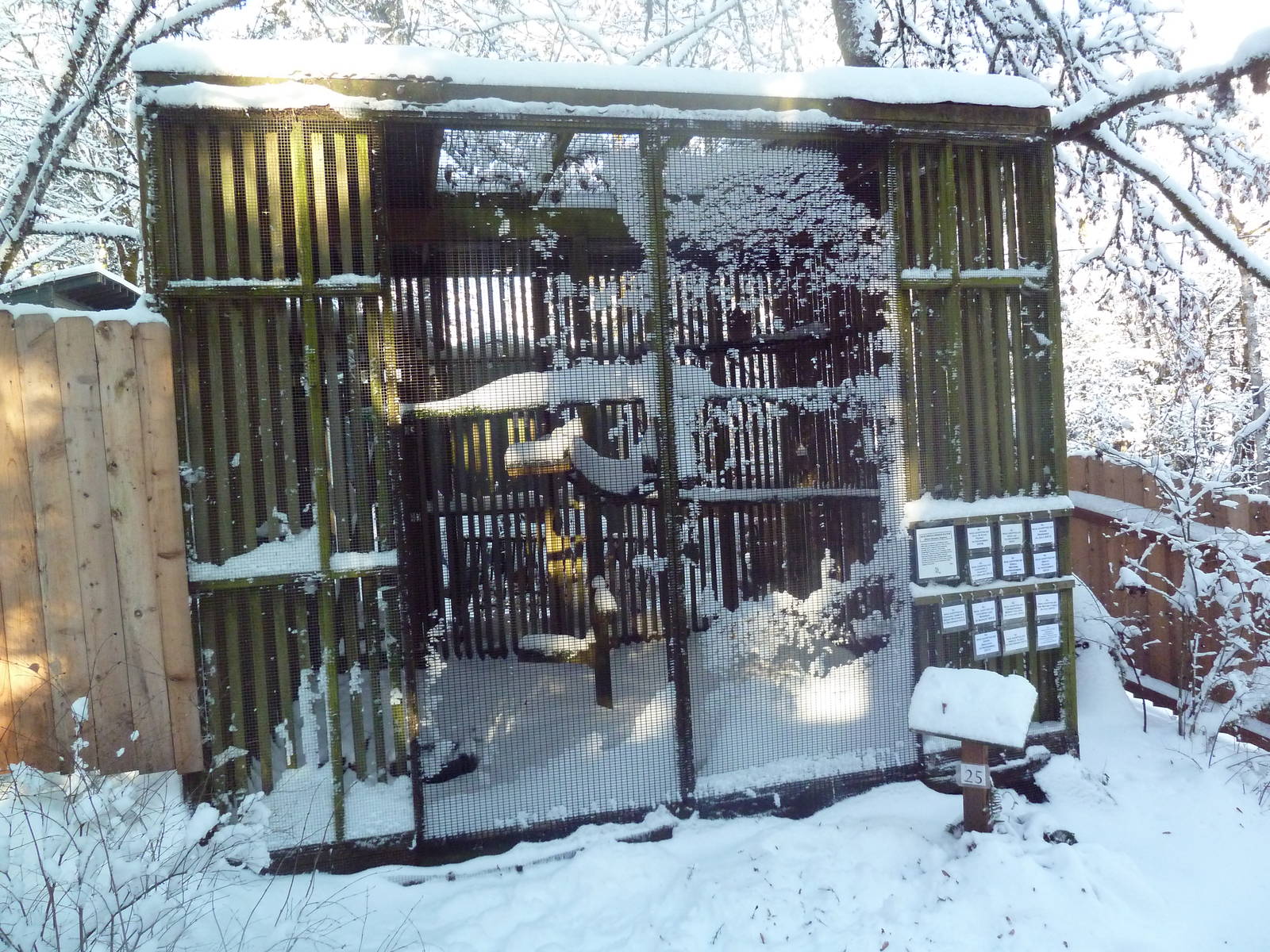 Red-Shouldered Hawk Exhibit