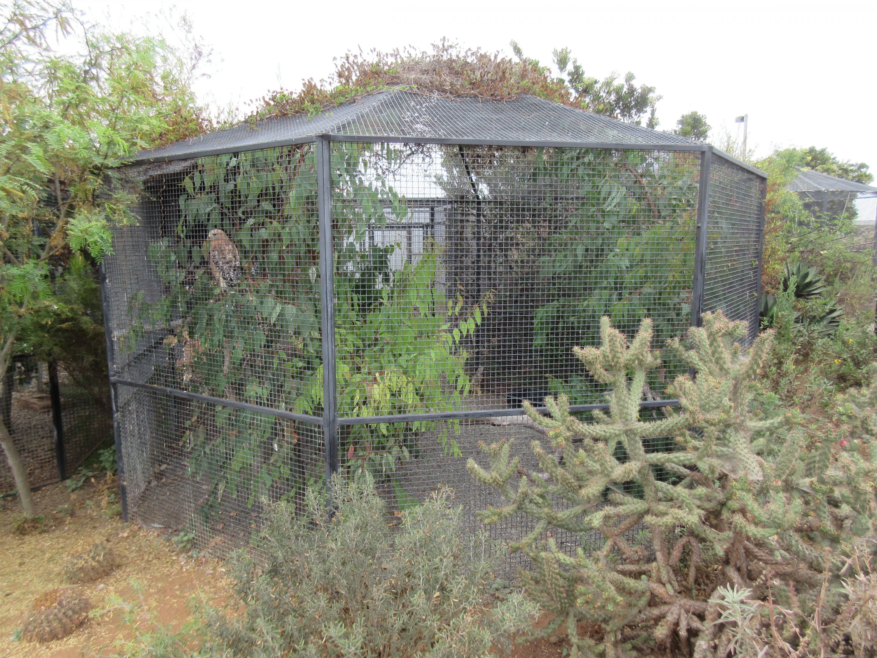Red-Shouldered Hawk Exhibit