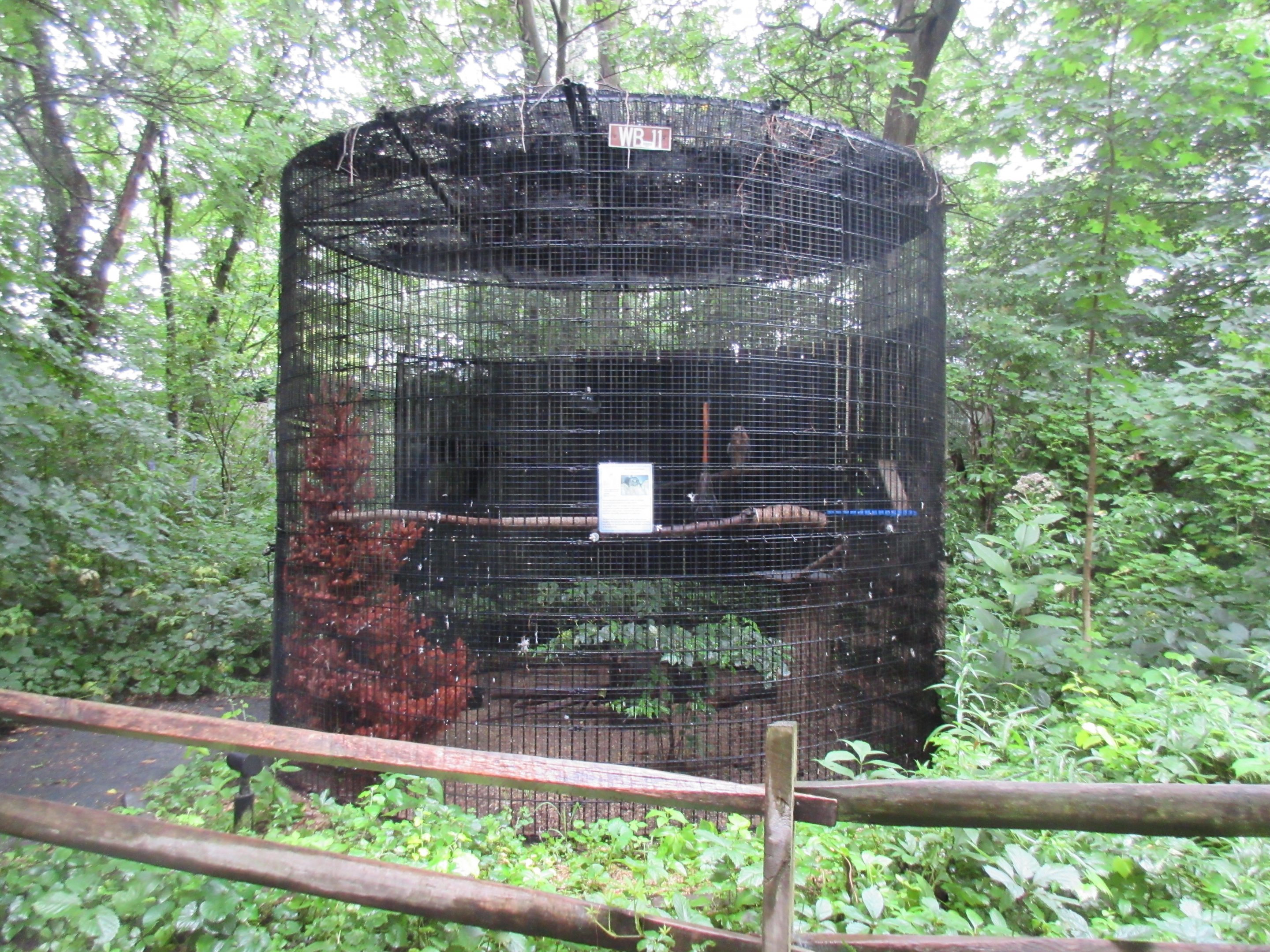 Red-shouldered Hawk Exhibit