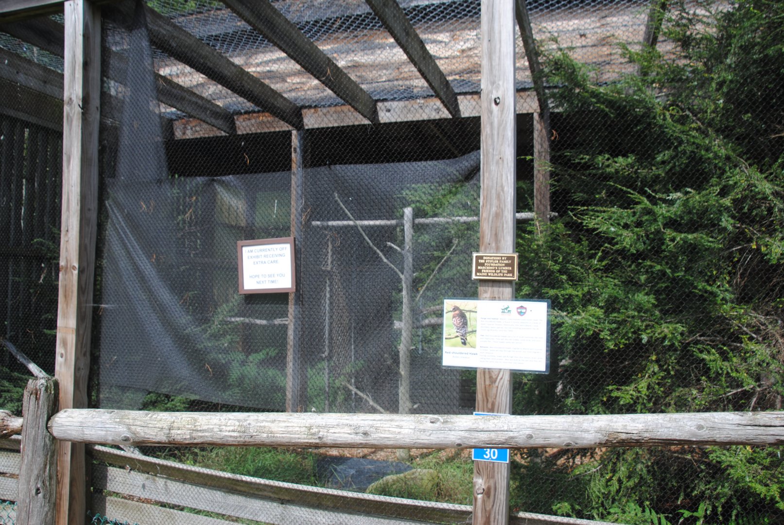 Red-shouldered Hawk exhibit