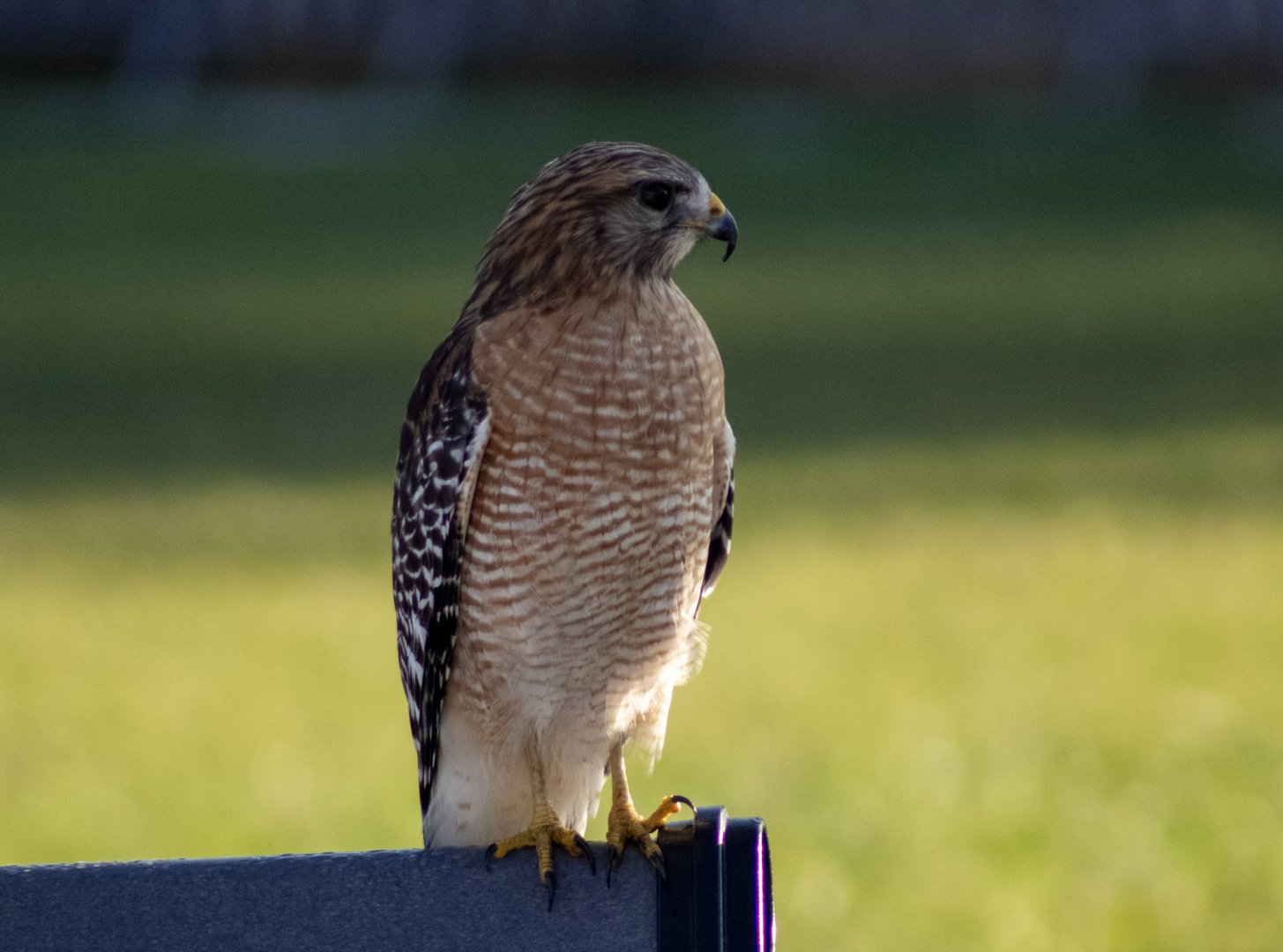 Red-shouldered Hawk - Florida