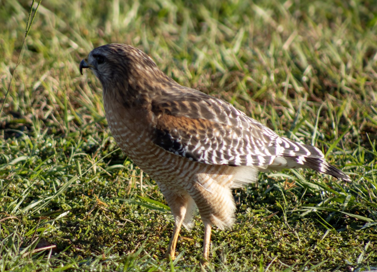 Red-shouldered Hawk - Florida