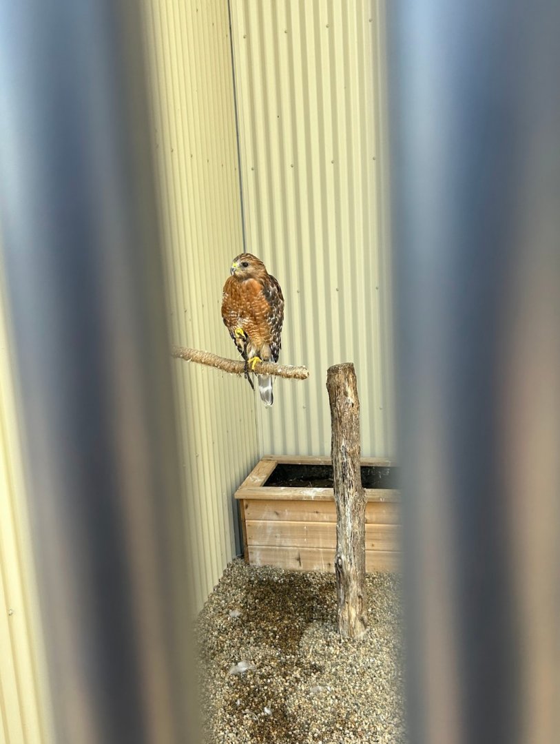 Red-Shouldered Hawk (Outdoor Discovery Center, Holland, MI, 8/8/25)