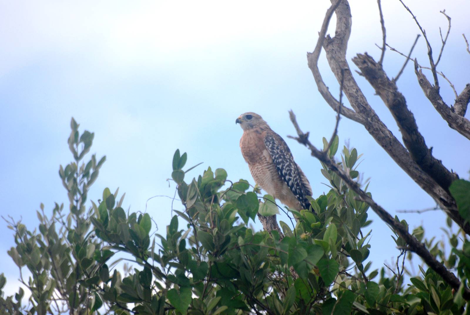 Red-shouldered Hawk, Punta Gorda, October 2013