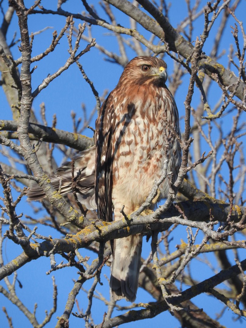 Red-shouldered Hawk ssp elegans