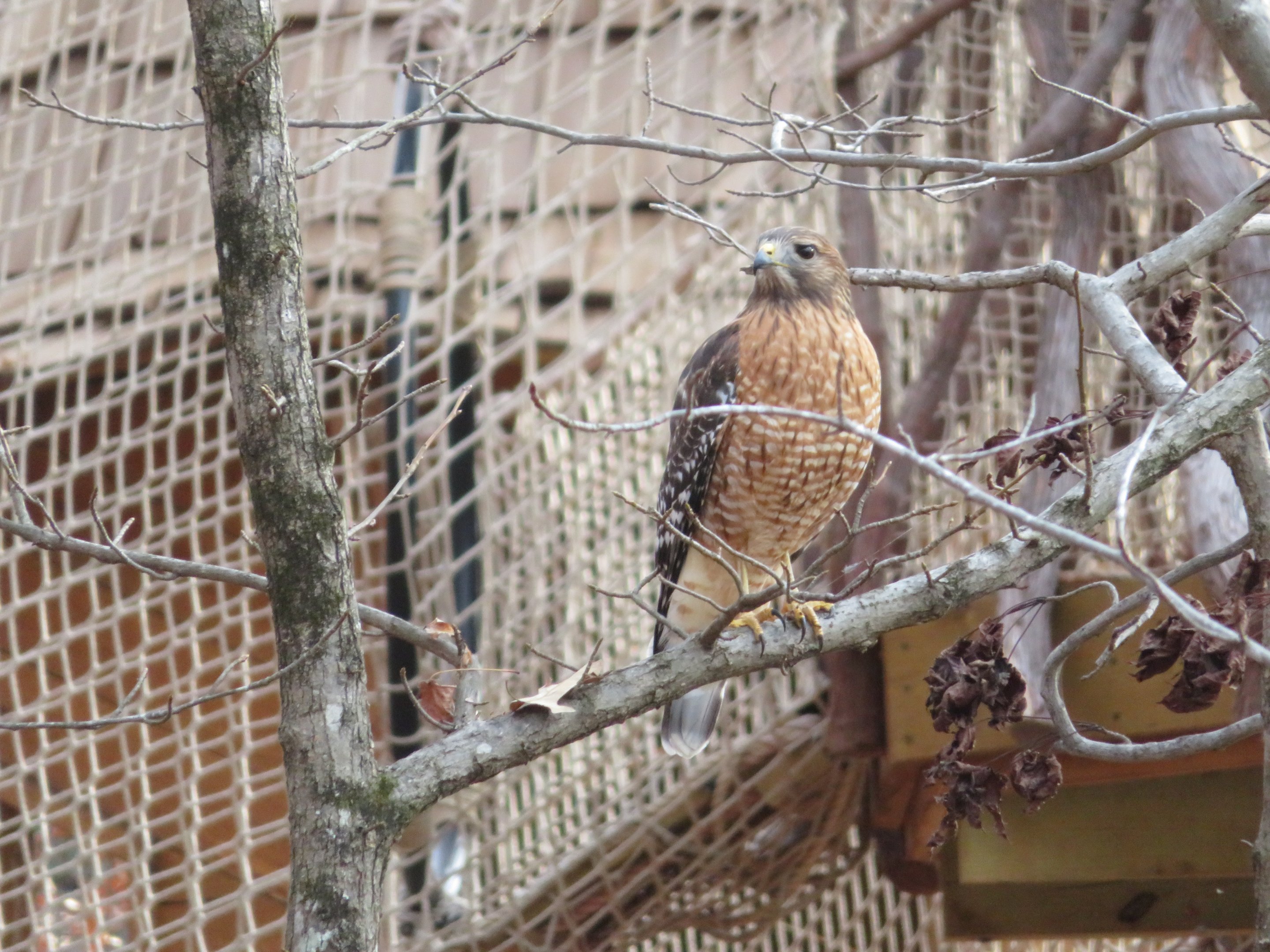 Red-shouldered Hawk (Wild)