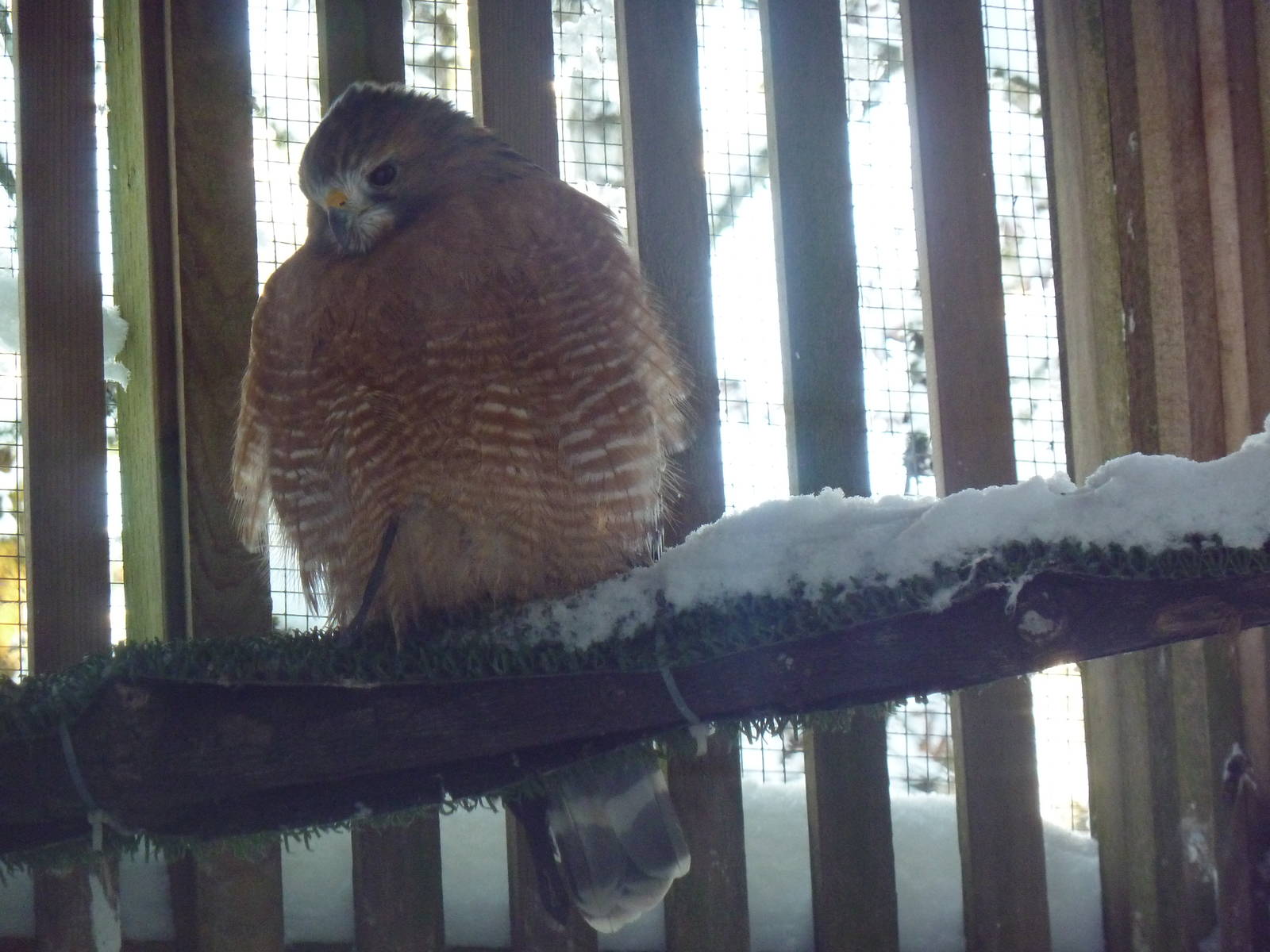 Red-Shouldered Hawk
