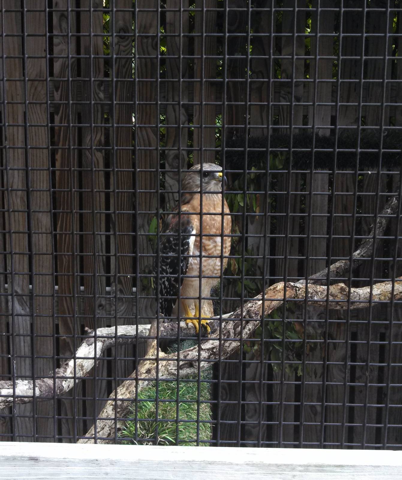 Red-Shouldered Hawk