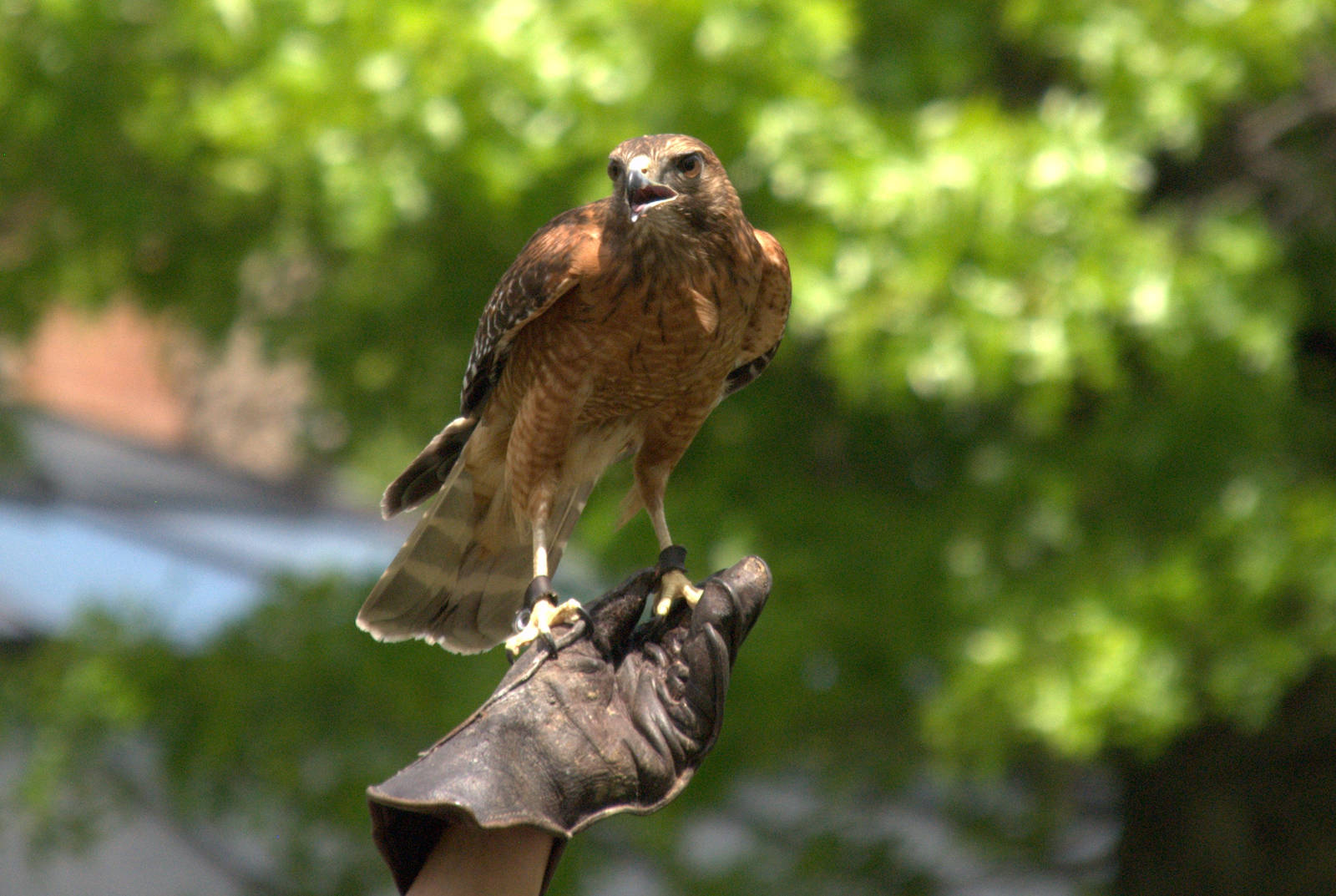 Red Shouldered Hawk
