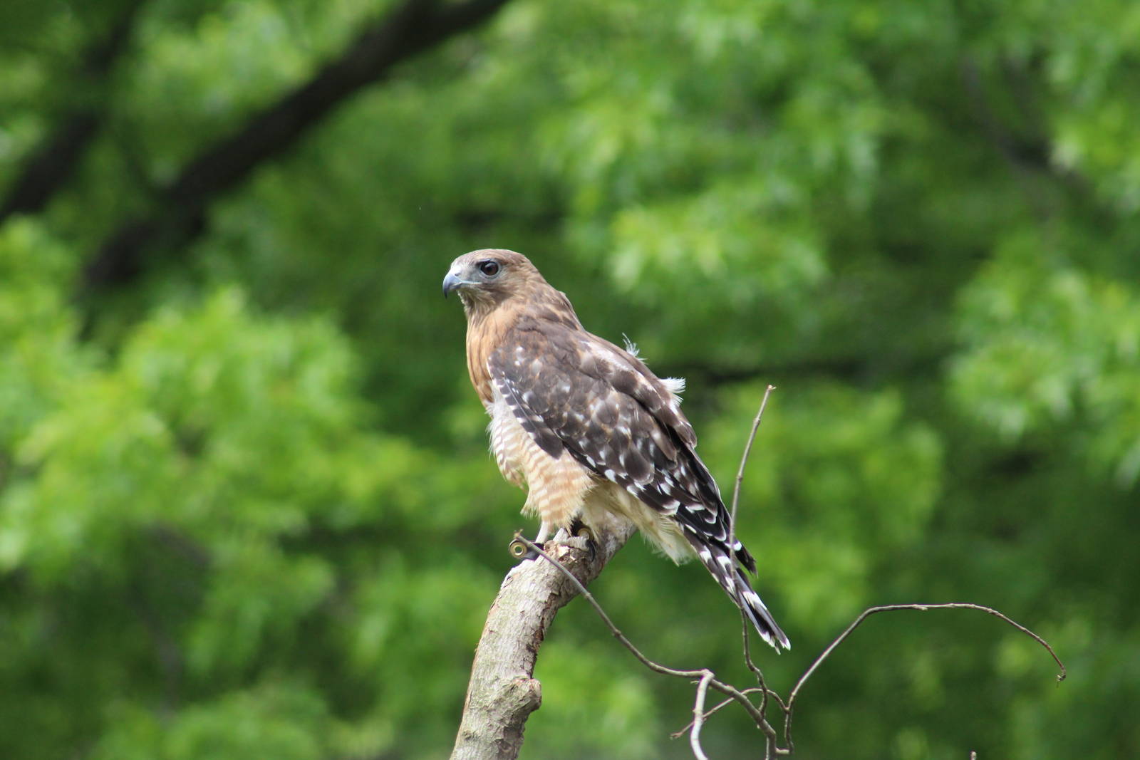 Red-Shouldered Hawk