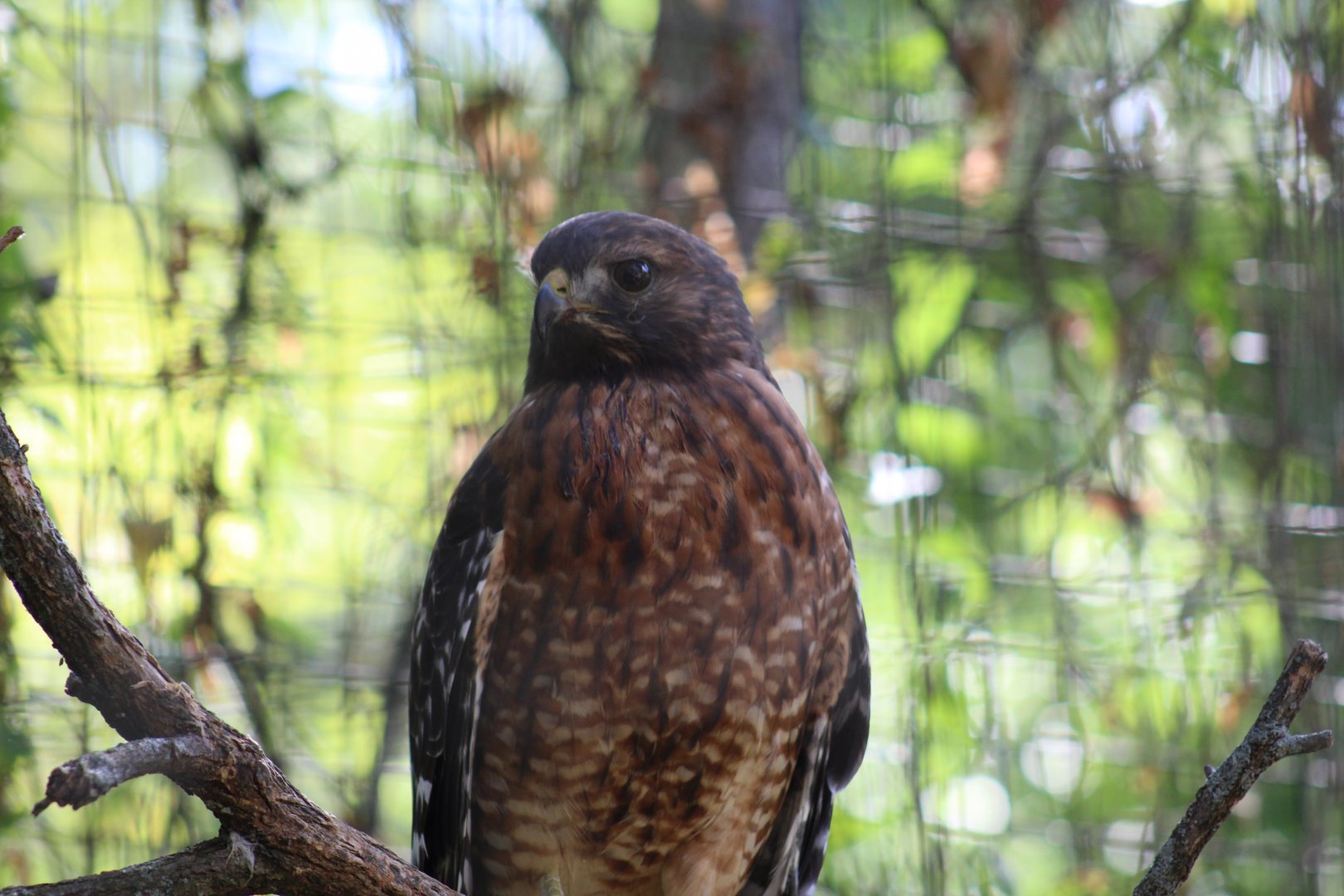 Red-Shouldered Hawk