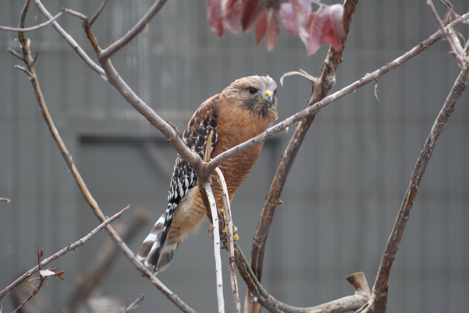 Red-Shouldered Hawk