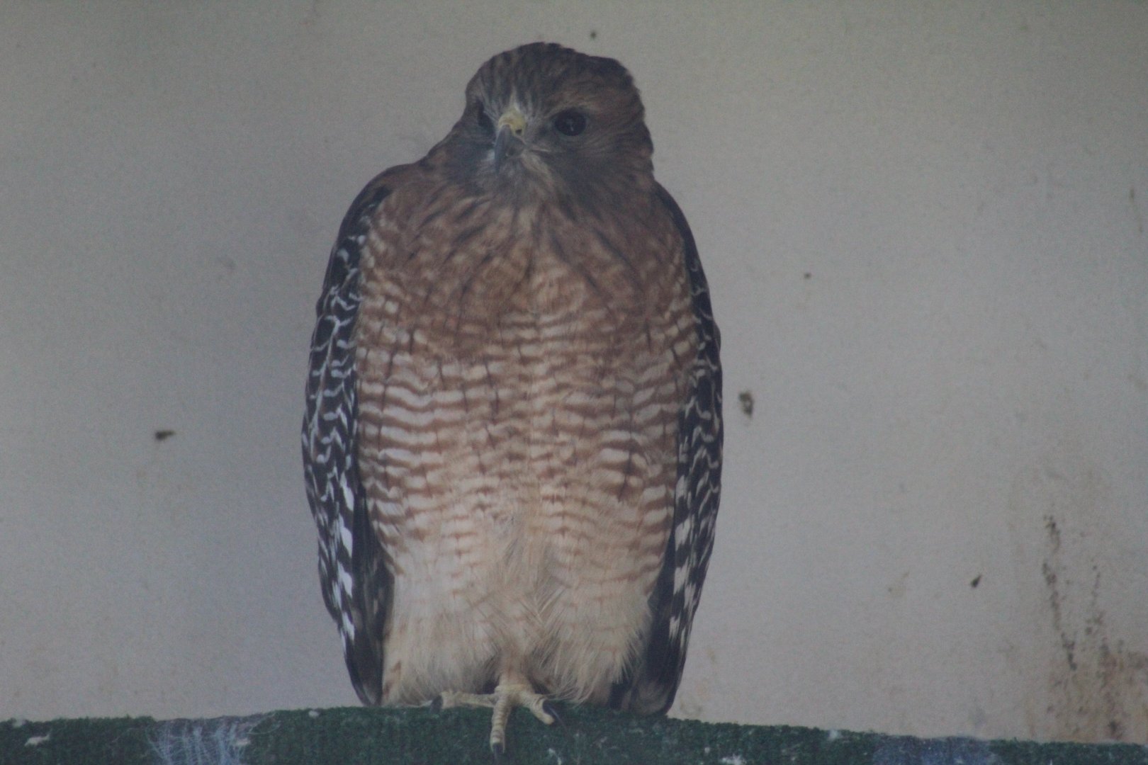 Red-Shouldered Hawk