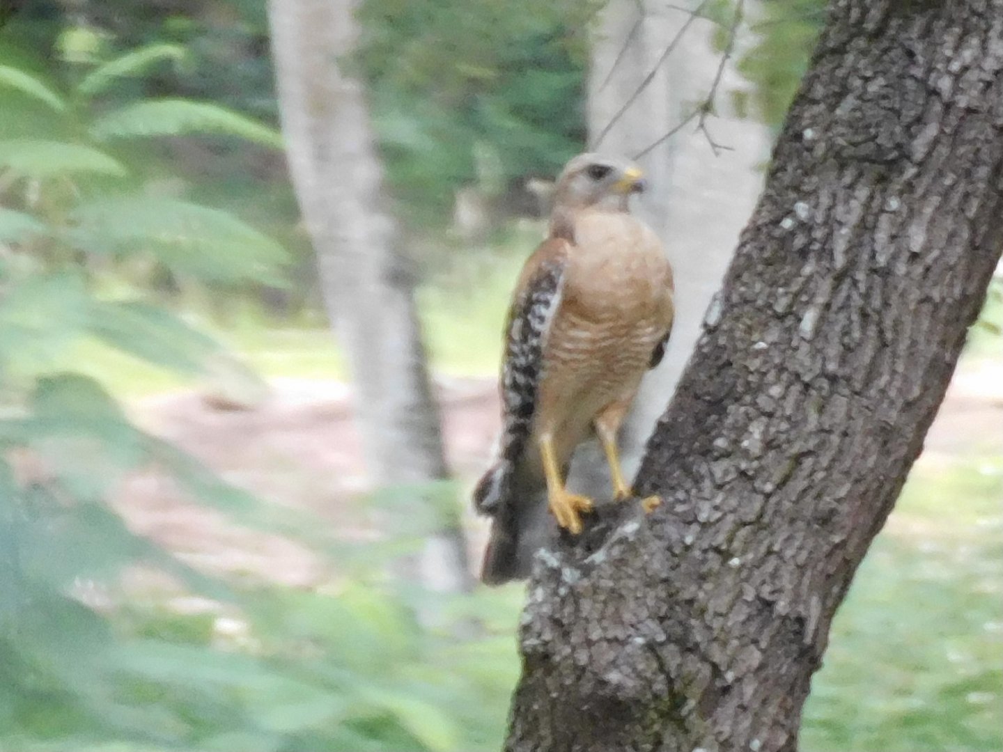 red shouldered hawk