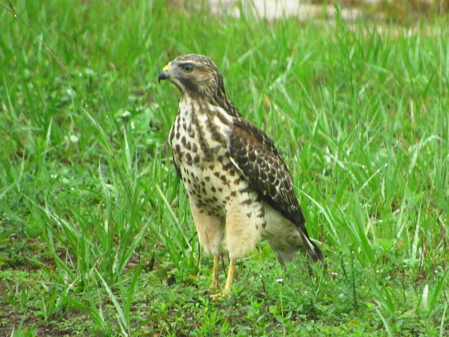 Red-Shouldered Hawk