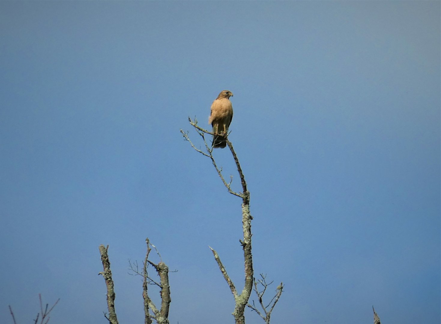 Red-shouldered Hawk