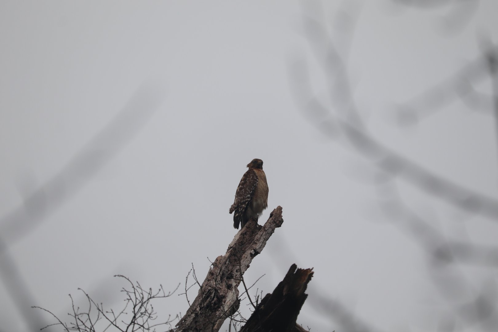Red-Shouldered Hawk