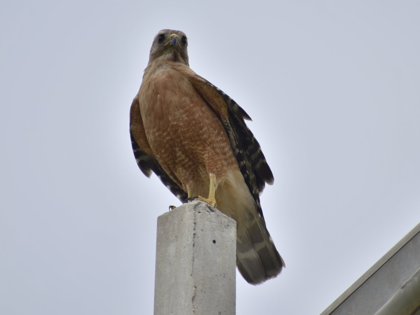 Red-shouldered Hawk