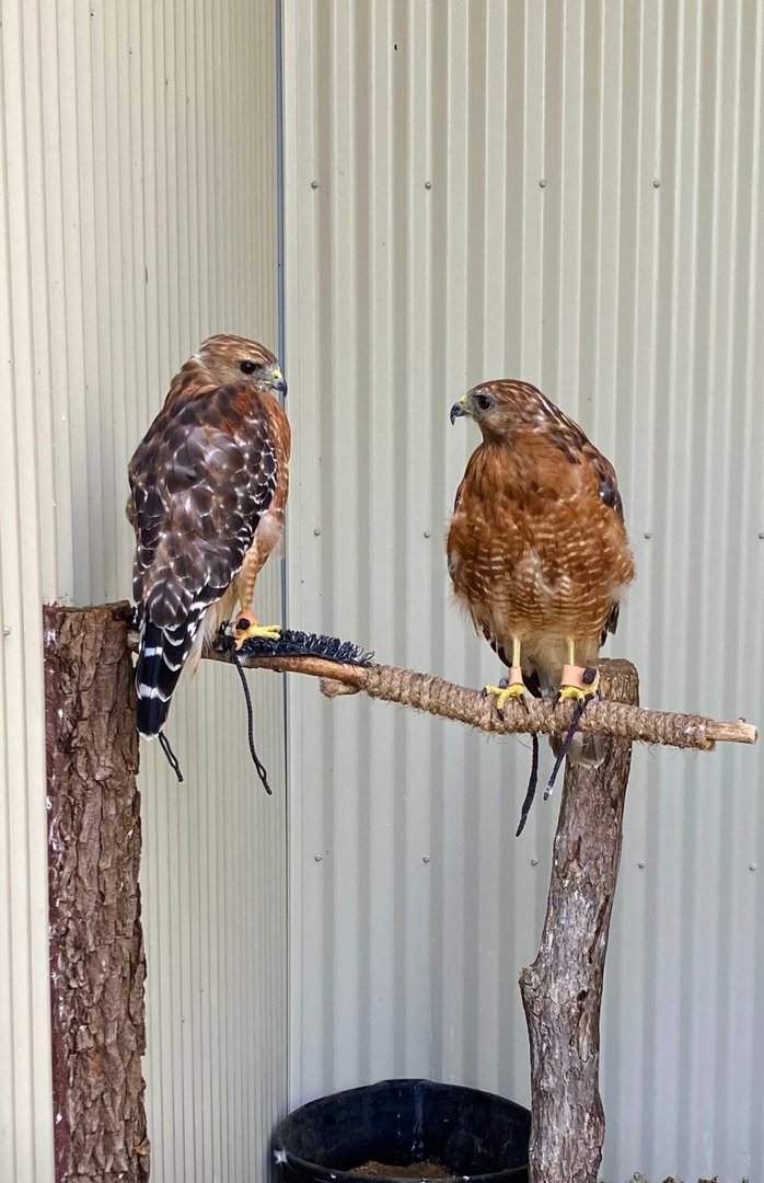 Red Shouldered Hawks (Outdoor Discovery Center, Holland MI, 8/8/23)