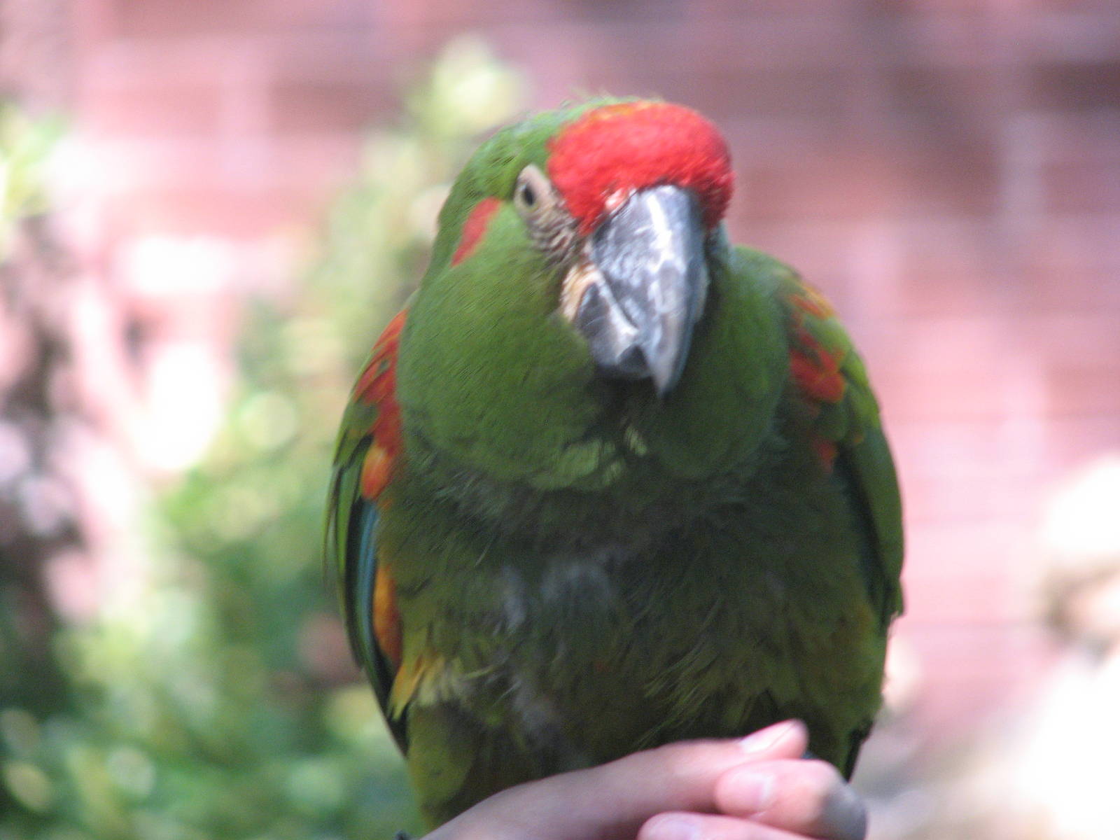 Red Shouldered Macaw - Bird Show