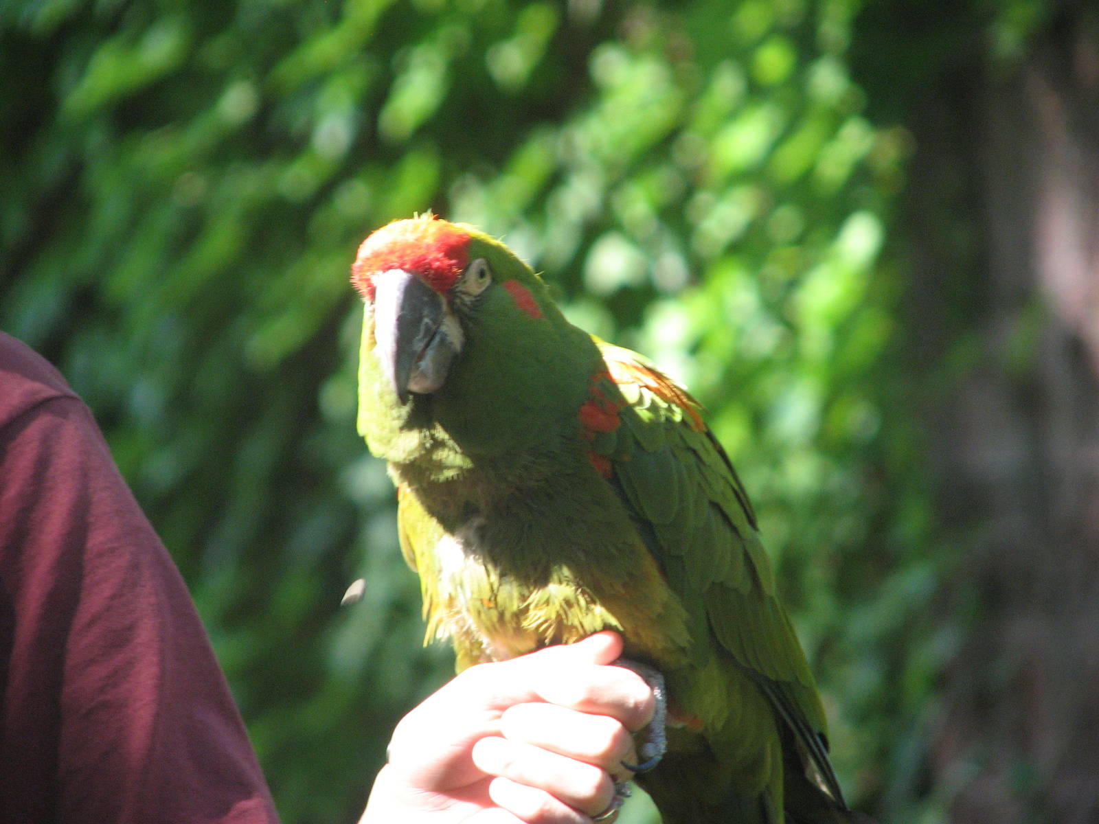 Red Shouldered Macaw - Bird Show