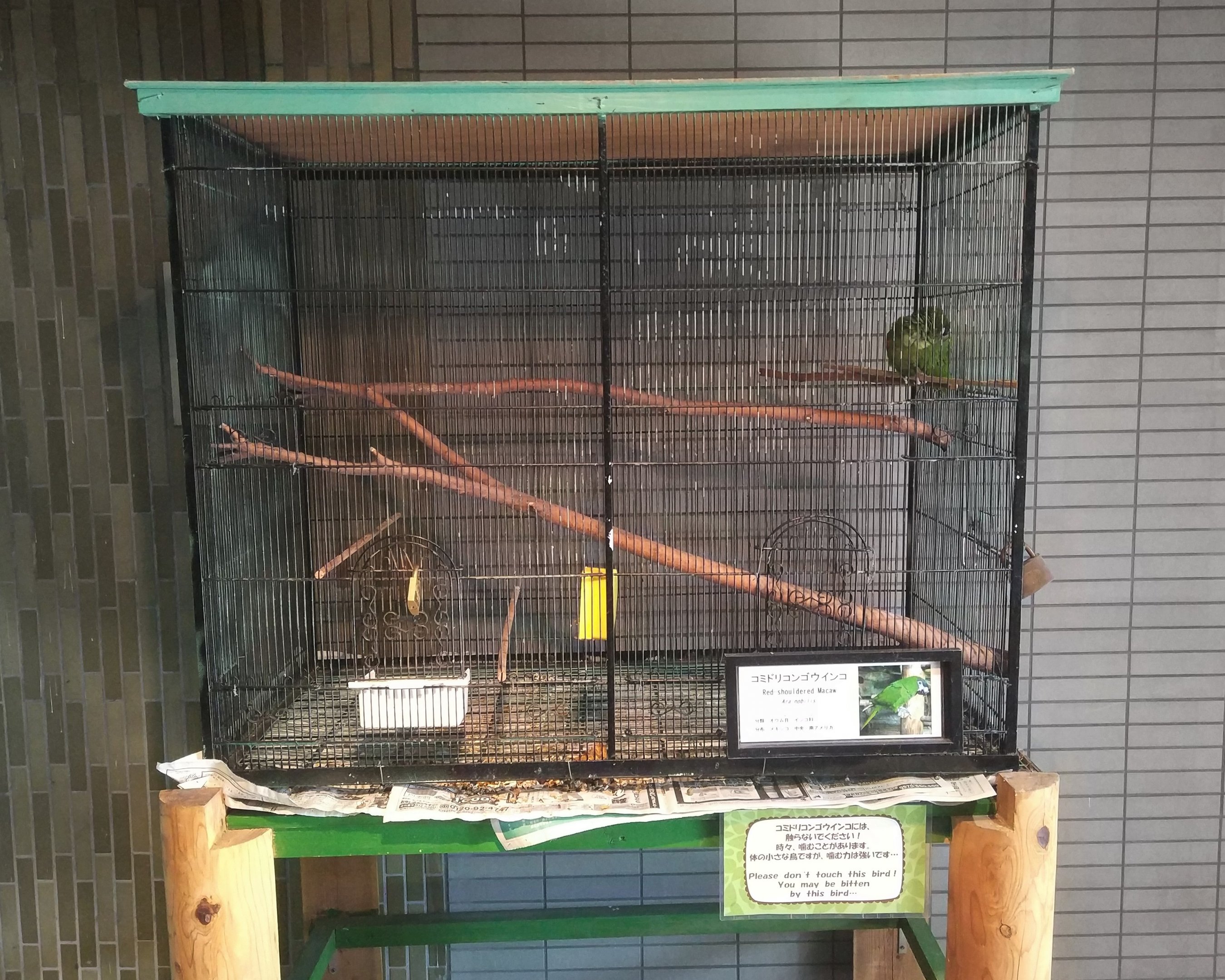 Red-shouldered Macaw Cage