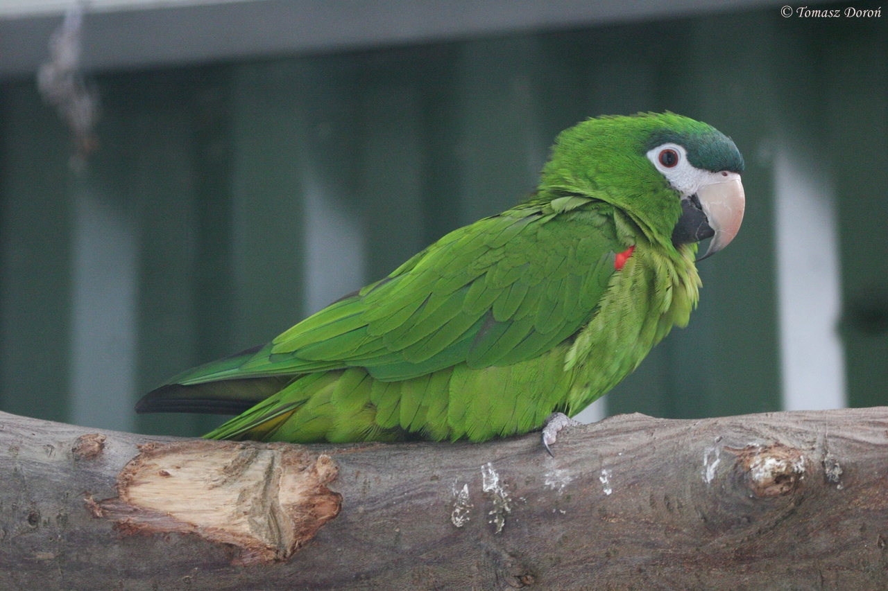 Red-shouldered Macaw (Diopsittaca nobilis cumanensis) June 2009