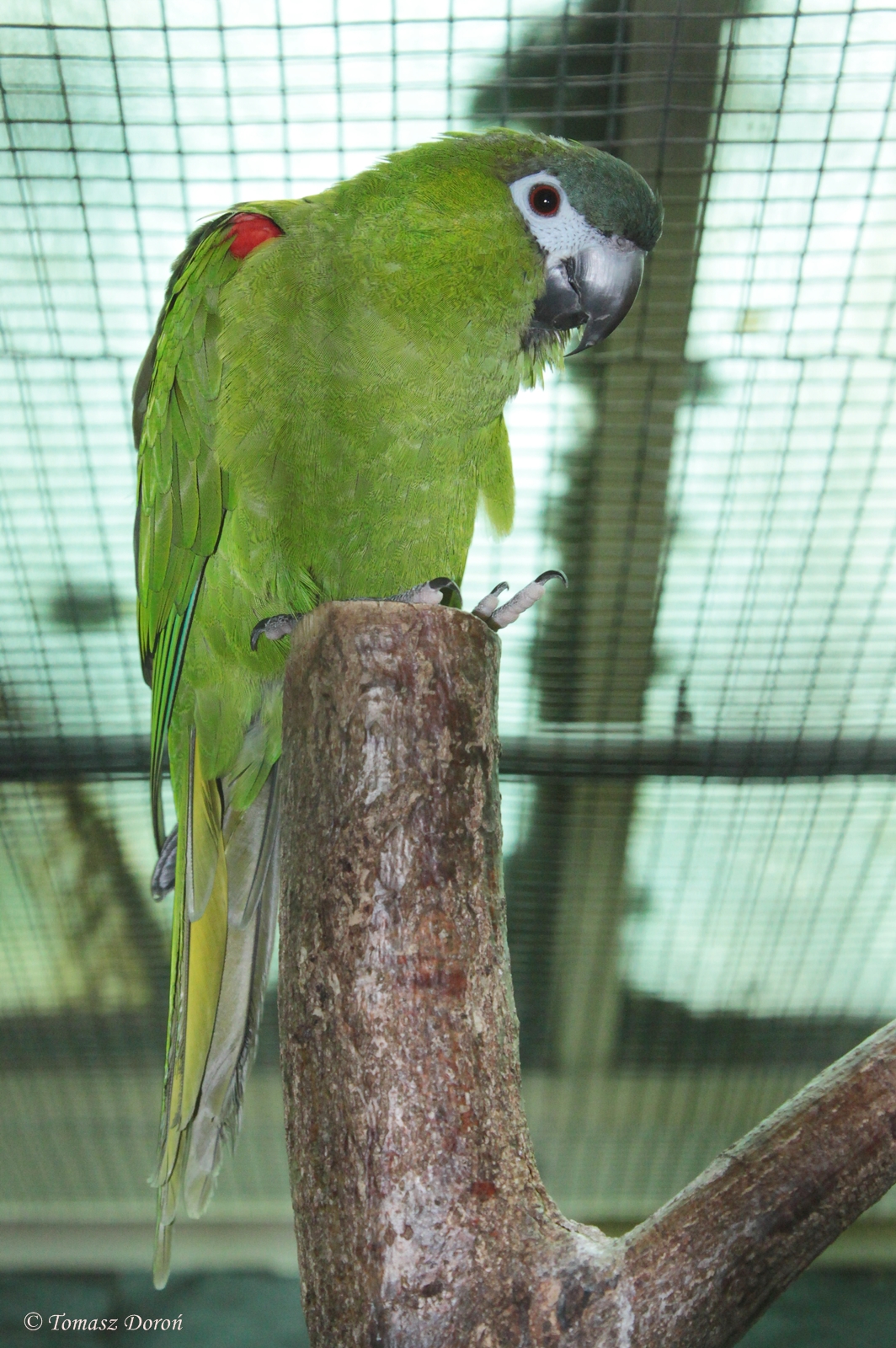 Red-shouldered Macaw (Diopsittaca nobilis nobilis)