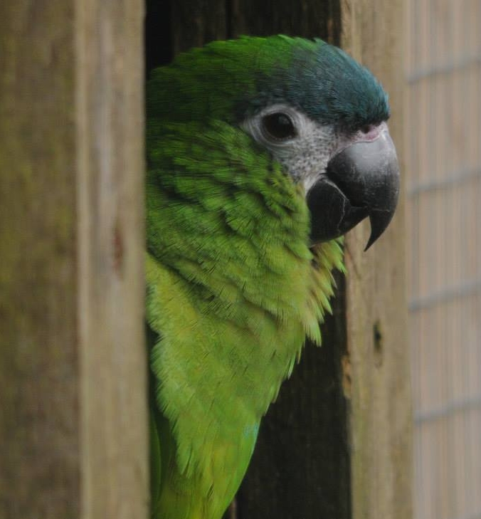 Red-shouldered Macaw - Diopsittaca nobilis nobilis