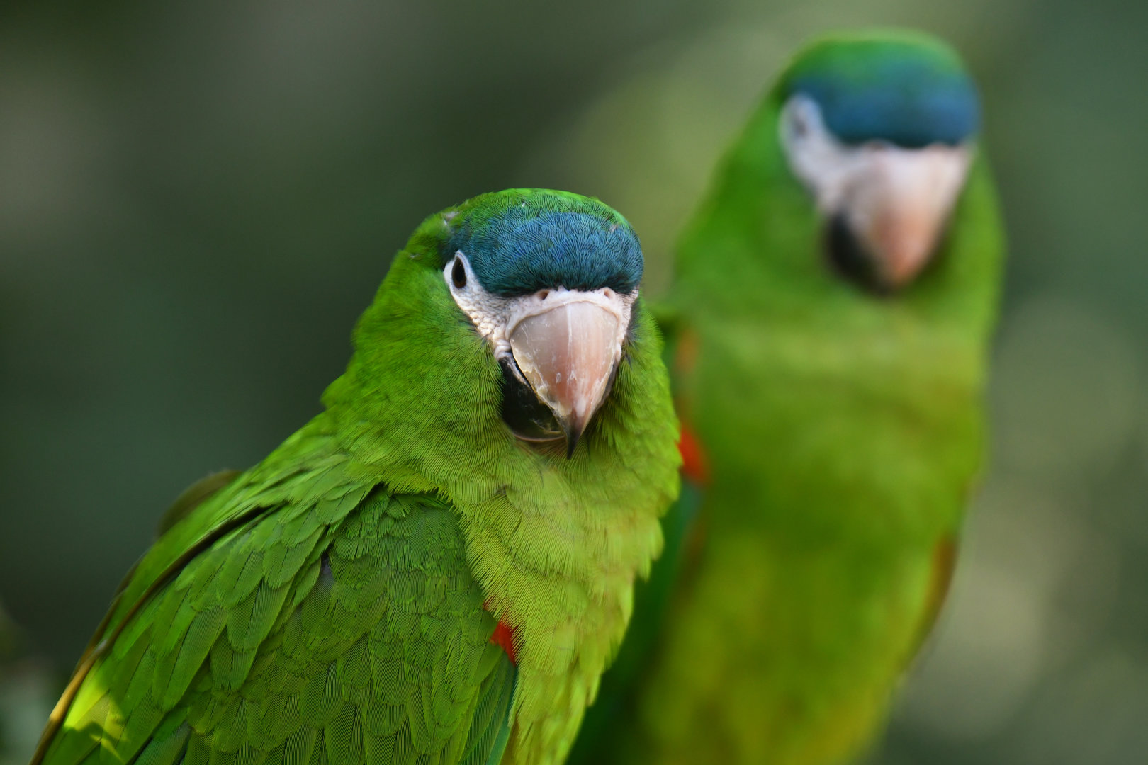 Red-shouldered Macaw Diopsittaca nobilis