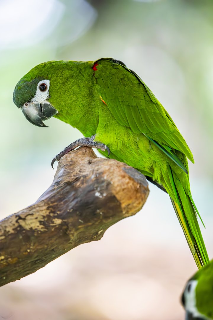 red-shouldered macaw (Diopsittaca nobilis)